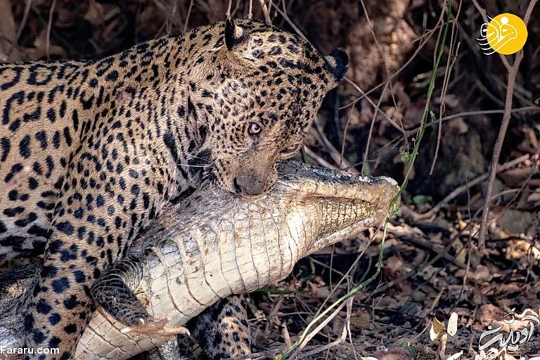 (تصاویر)